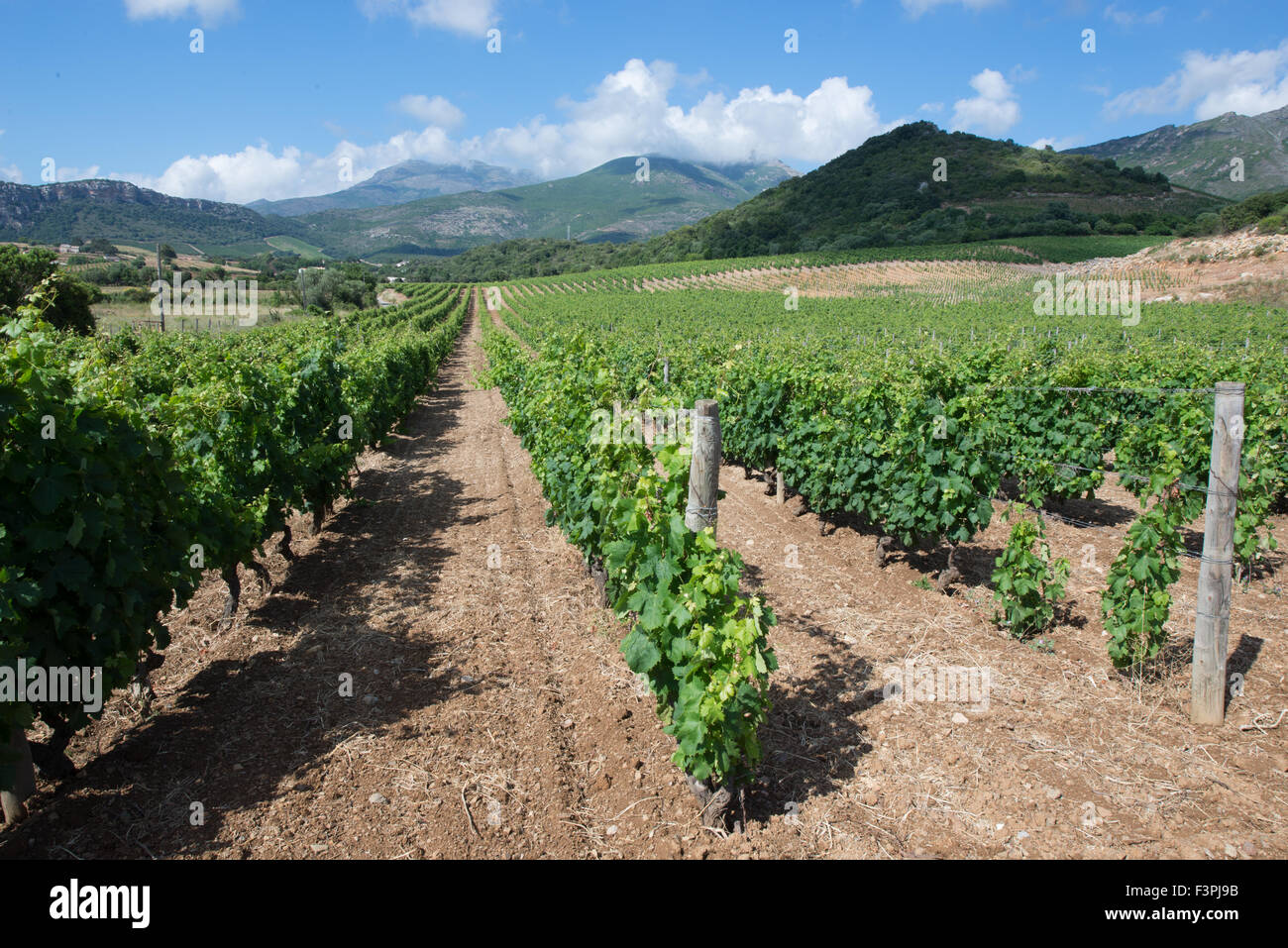 Vigneti, Patrimonio, Corsica Foto Stock