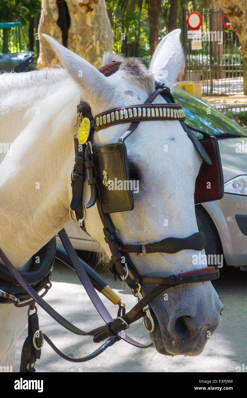 Piuttosto bianco cavallo andaluso ornamenti Rattlesnake Foto Stock