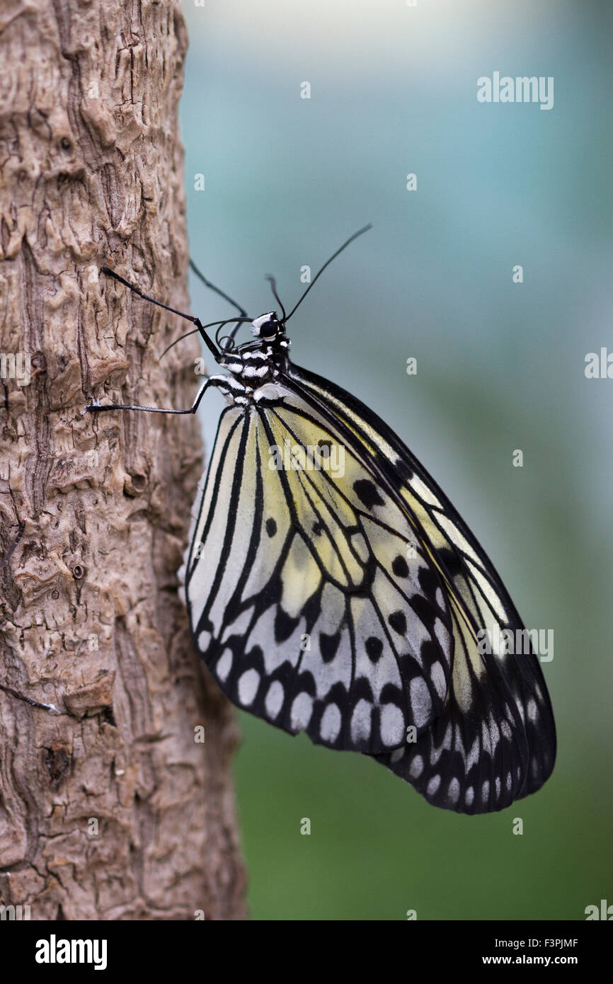Ninfa struttura Butterfly (Idea leuconoe) trattenere su di un pezzo di corteccia di albero. Foto Stock