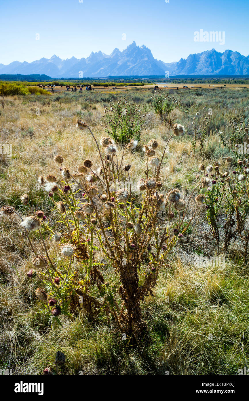 Thistle comune; storico cabina Cunningham homestead; il Parco Nazionale del Grand Teton; Wyoming; USA Foto Stock