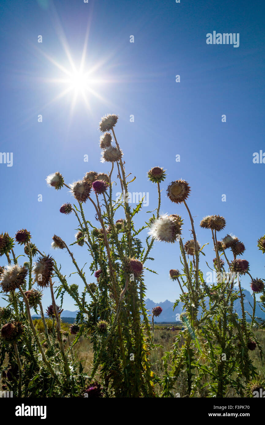 Thistle comune & sunburst; storico cabina Cunningham homestead; il Parco Nazionale del Grand Teton; Wyoming; USA Foto Stock