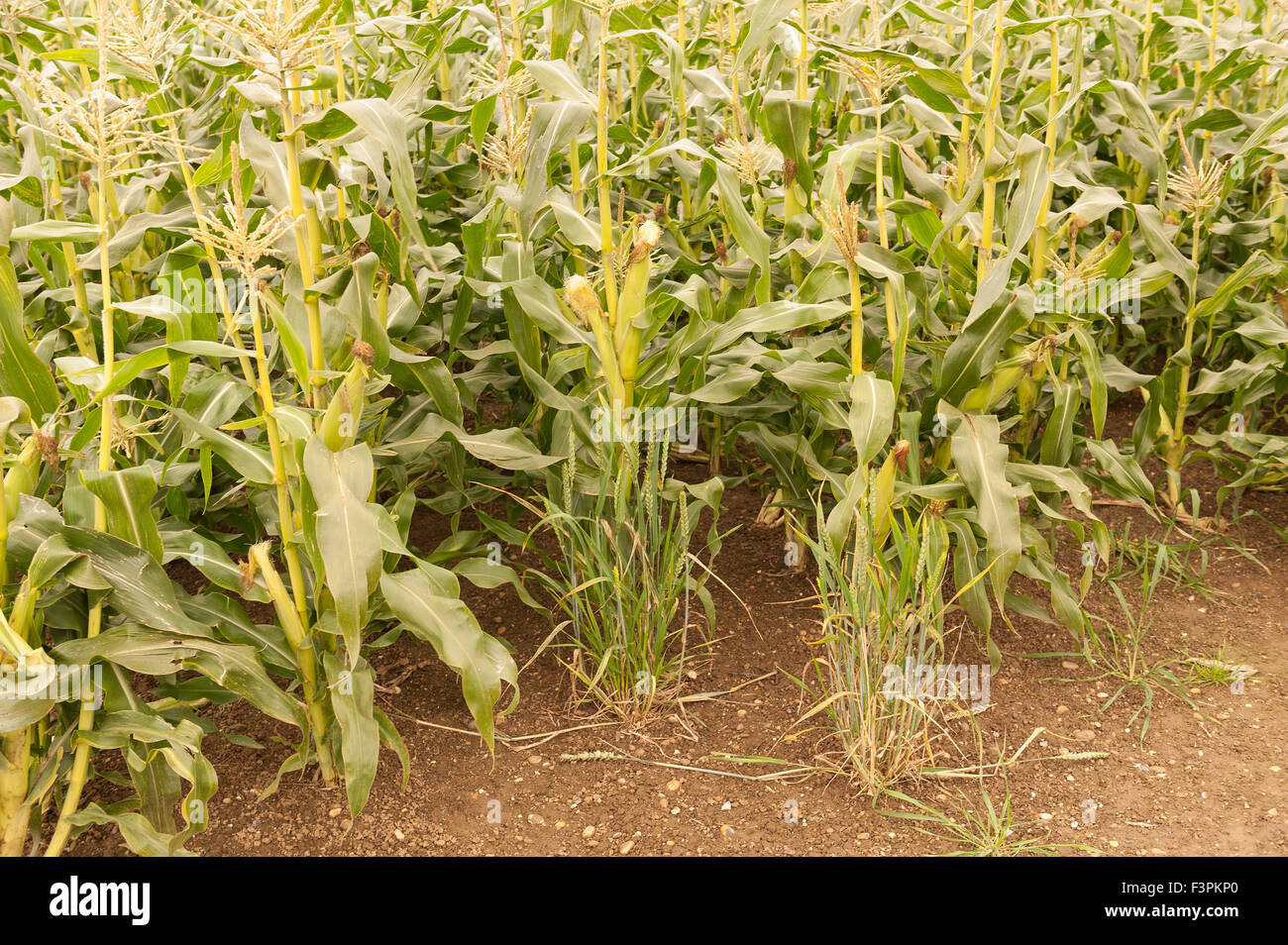 Sulla pannocchia di mais in fase di maturazione kentish farmside pronto per essere raccolto per il grano e cereali e alimenti con bucce per foraggio Foto Stock