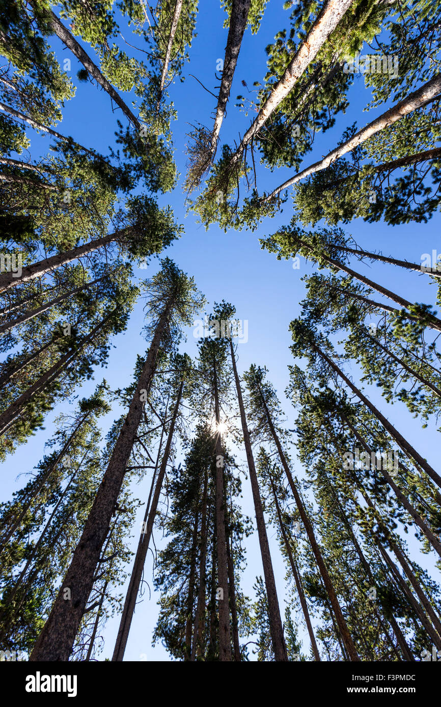 Vista astratta di tall Lodgepole Pine Trees, il Parco Nazionale di Yellowstone, Wyoming USA Foto Stock