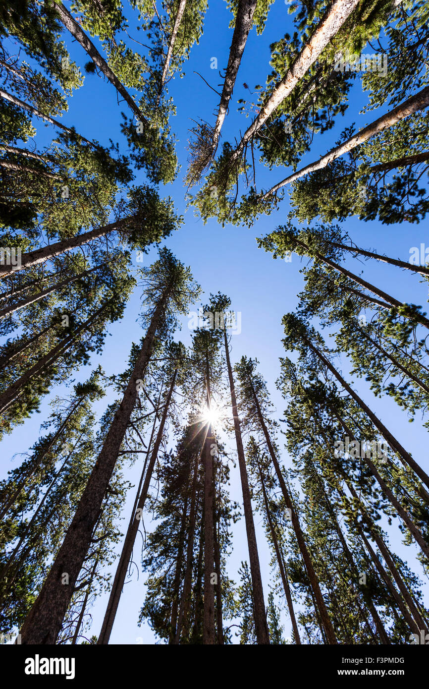 Vista astratta di tall Lodgepole Pine Trees, il Parco Nazionale di Yellowstone, Wyoming USA Foto Stock