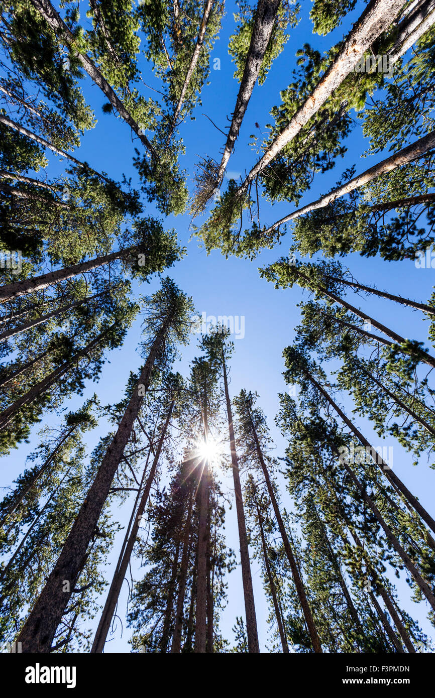 Vista astratta di tall Lodgepole Pine Trees, il Parco Nazionale di Yellowstone, Wyoming USA Foto Stock