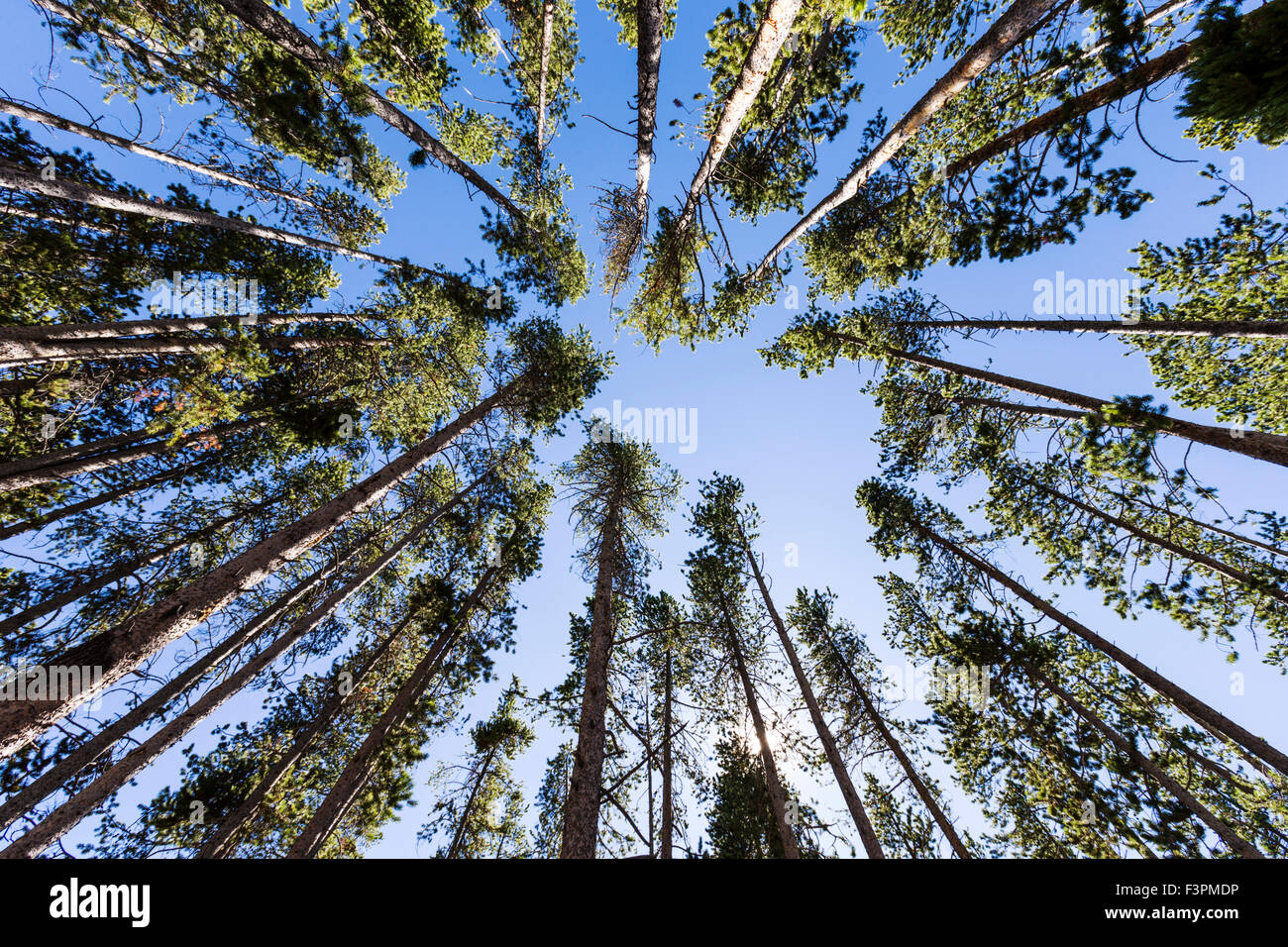 Vista astratta di tall Lodgepole Pine Trees, il Parco Nazionale di Yellowstone, Wyoming USA Foto Stock