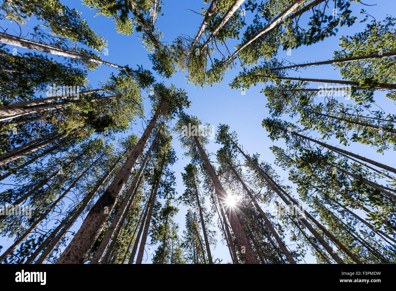Vista astratta di tall Lodgepole Pine Trees, il Parco Nazionale di Yellowstone, Wyoming USA Foto Stock