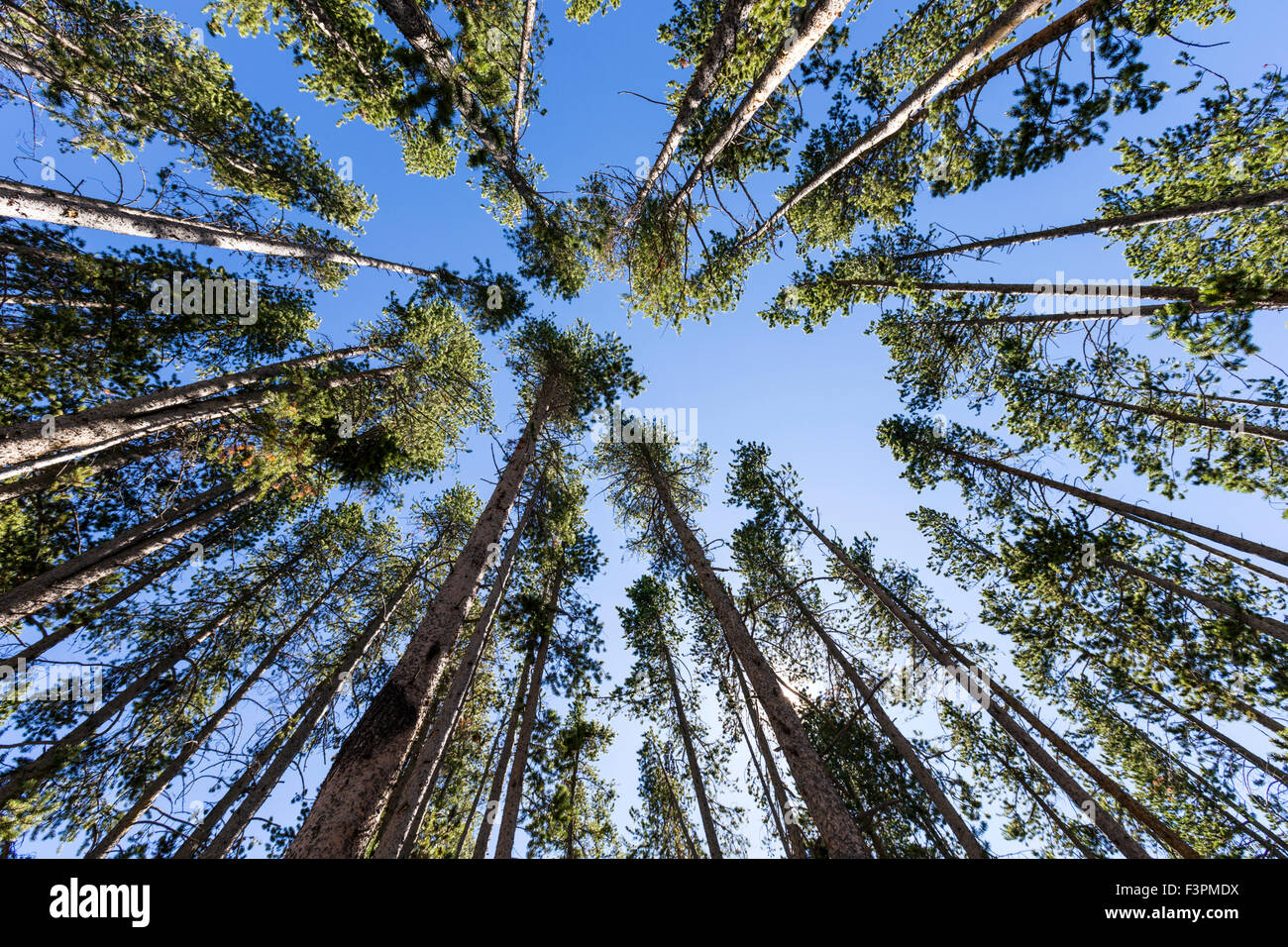 Vista astratta di tall Lodgepole Pine Trees, il Parco Nazionale di Yellowstone, Wyoming USA Foto Stock