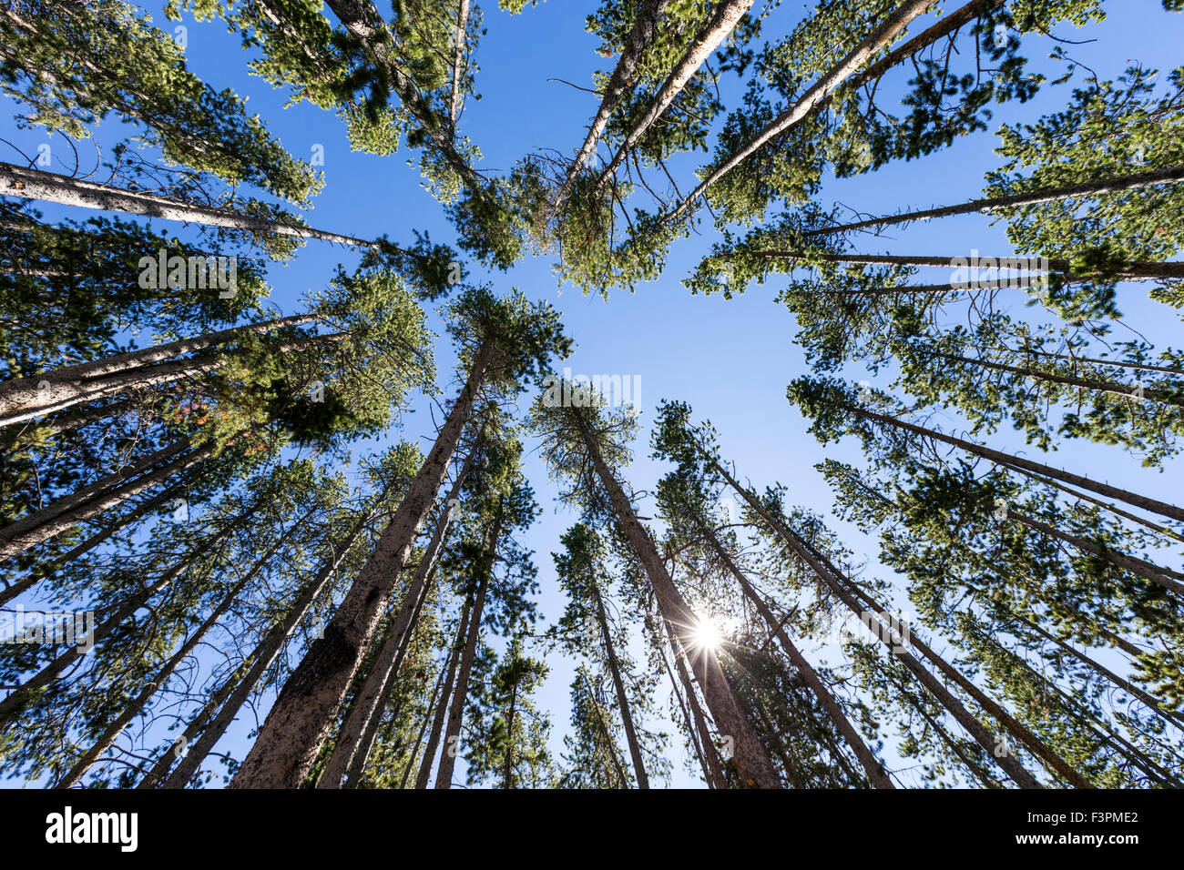Vista astratta di tall Lodgepole Pine Trees, il Parco Nazionale di Yellowstone, Wyoming USA Foto Stock