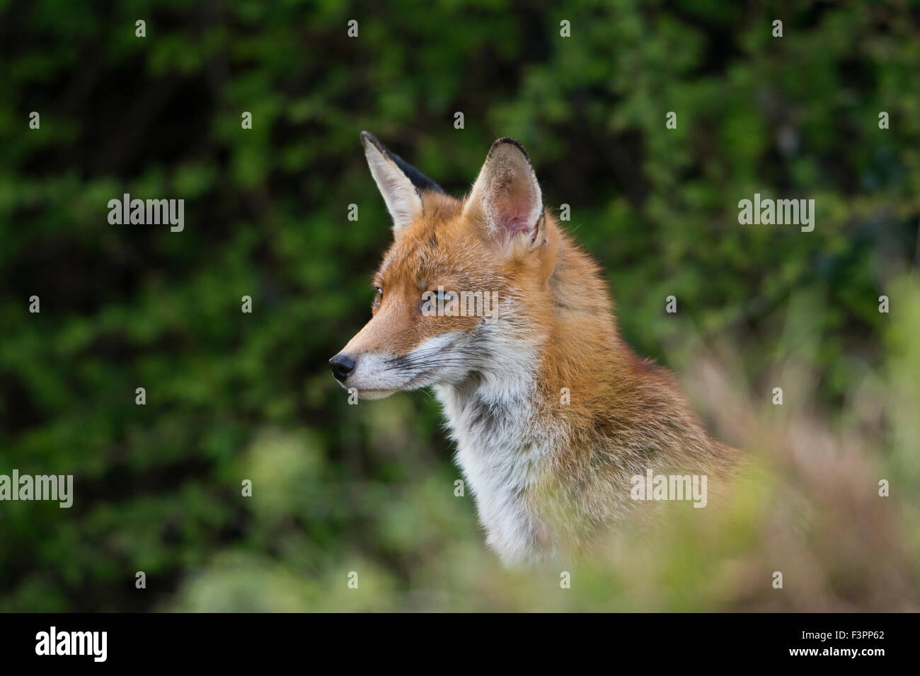 Una volpe rossa vixen ritratto mentre si riposa in un giardino suburbano, Hastings, East Sussex, Regno Unito Foto Stock