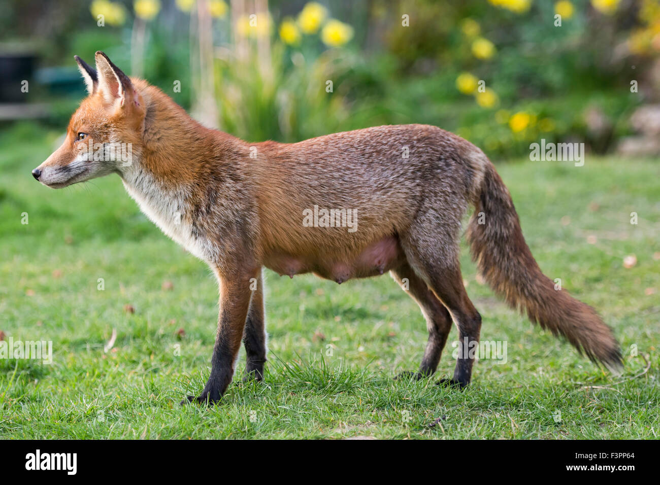 Un avviso Red Fox vixen profilo come lei visita un giardino suburbano, Hastings, East Sussex, Regno Unito Foto Stock
