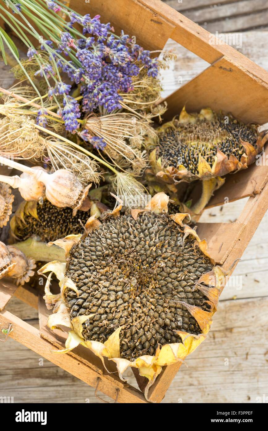 Raccolta di giardino seedheads. Foto Stock