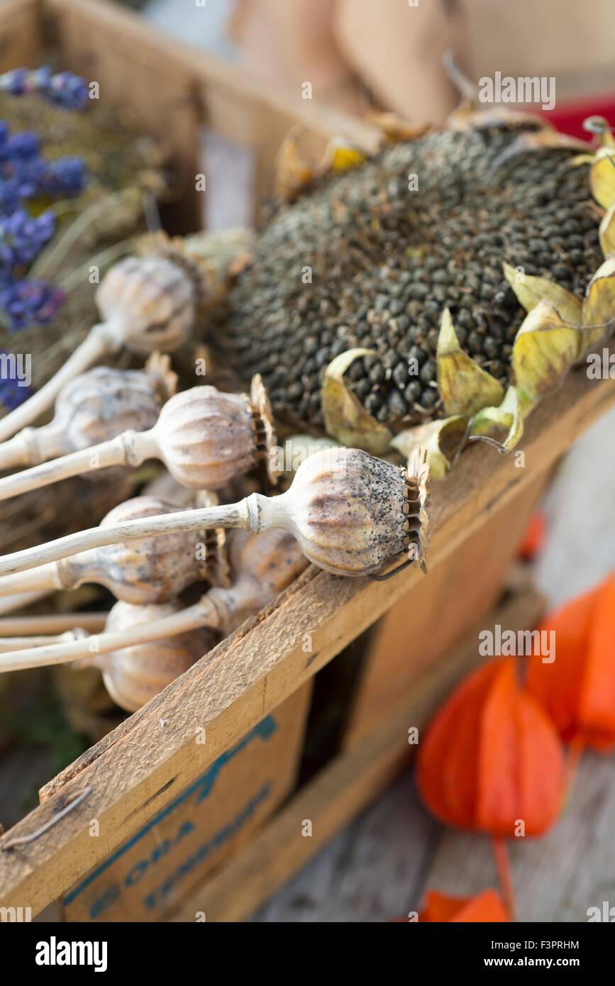 Raccolta di giardino seedheads. Foto Stock