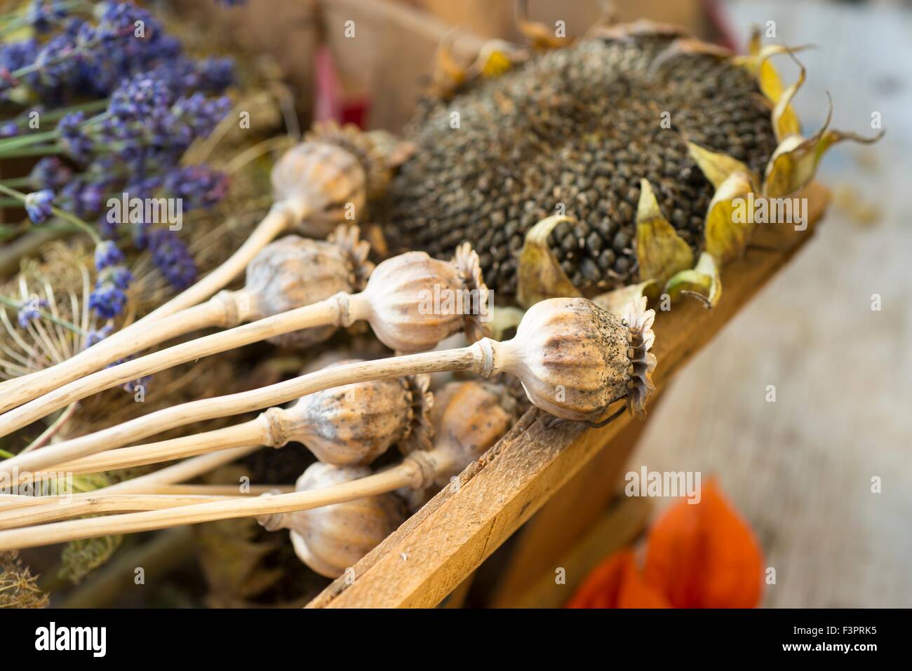 Raccolta di giardino seedheads. Foto Stock