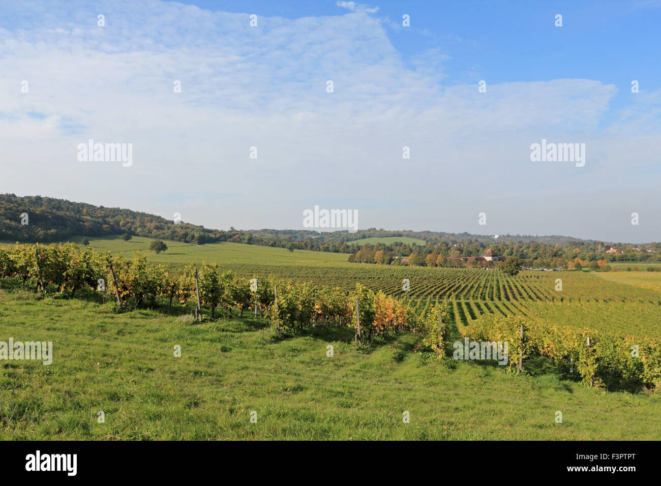 Denbies Vigna Dorking, Surrey, Regno Unito. 11 ottobre 2015. Glorioso sole pomeridiano al Denbies vigna su chalk pendici del North Downs nel Surrey. Alcune delle uve sono già nel 12 ° state raccolte ma dove sono ancora della vite vi è un impressionante raccolto sul display. Credito: Julia Gavin UK/Alamy Live News Foto Stock