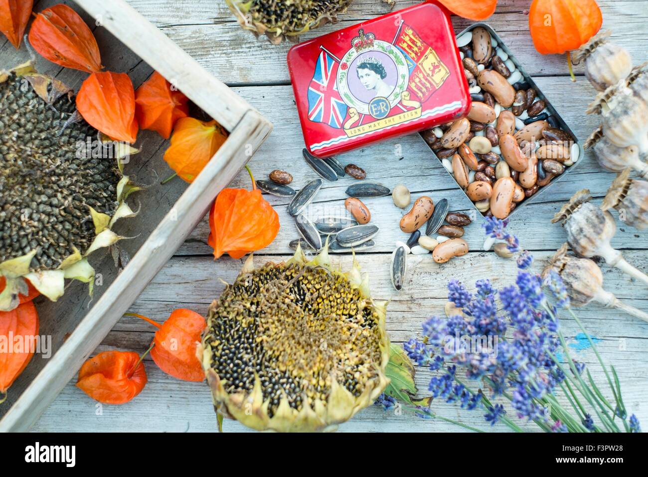 Giardino autunnale Scena raffigurante il salvataggio delle sementi. Inghilterra, Regno Unito Foto Stock