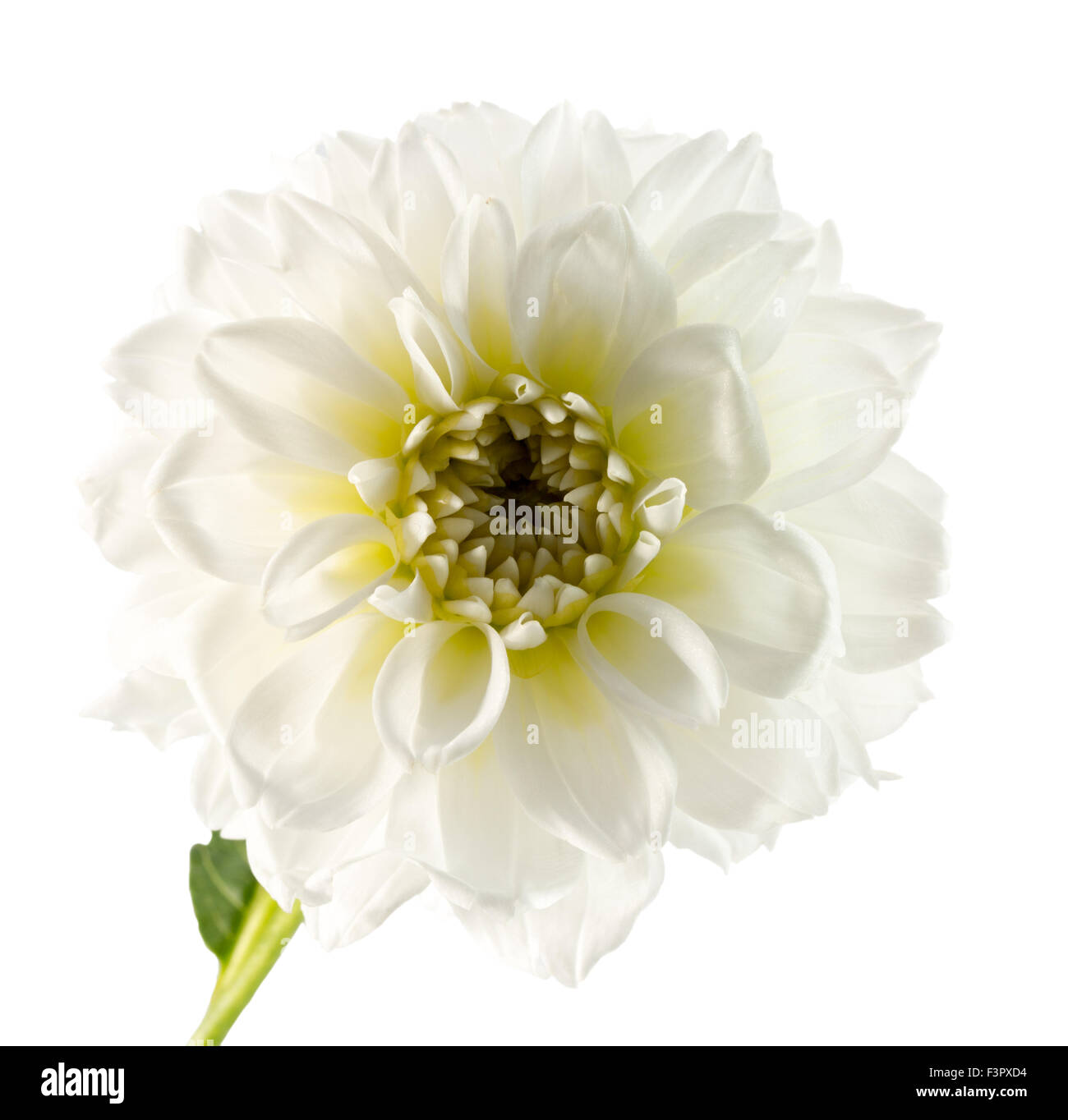 Dalie fiore isolato su uno sfondo bianco. Foto Stock