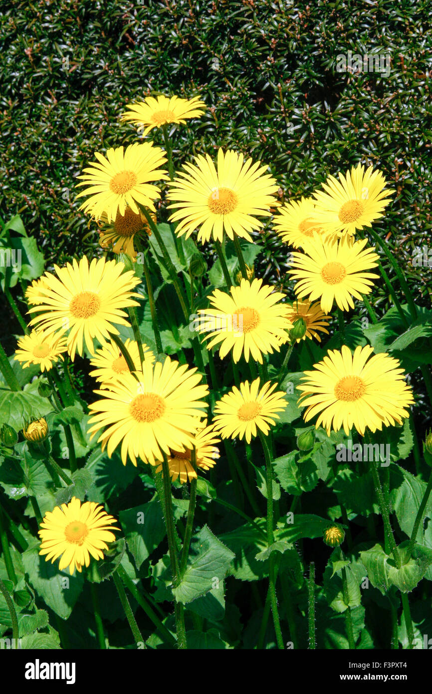 Mazzo di fiori gialli di Leopard's Bane (Doronicum Caucasicum) Foto Stock