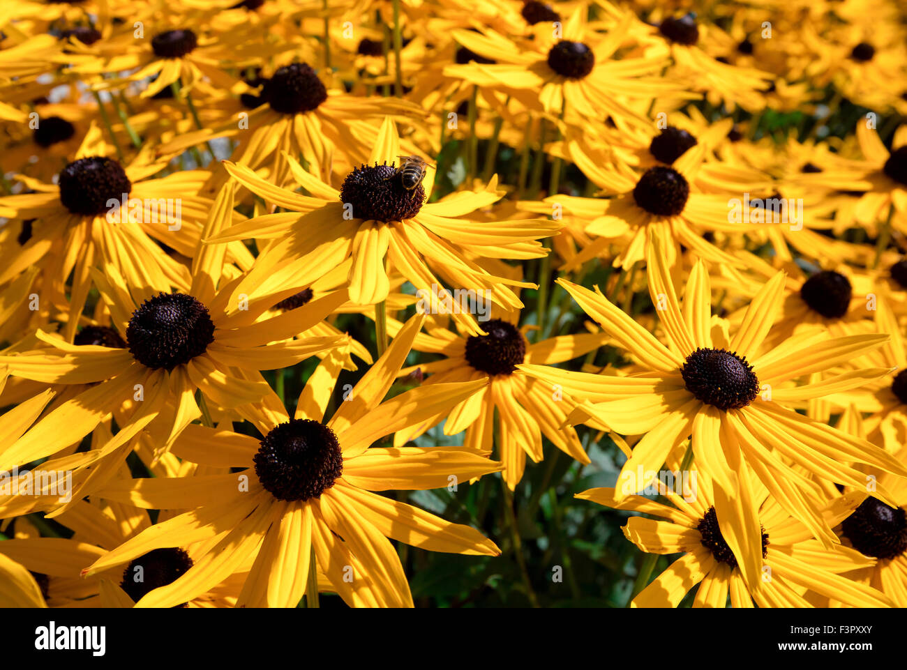 Rudbeckia hirta, comunemente chiamato black-eyed-susan. Foto Stock