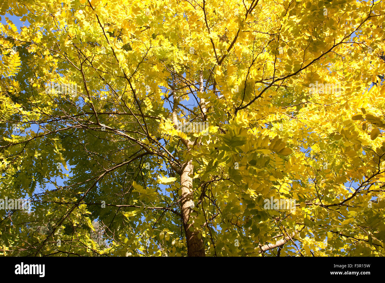 Robinia pseudoacacia frisia tree close up Foto Stock