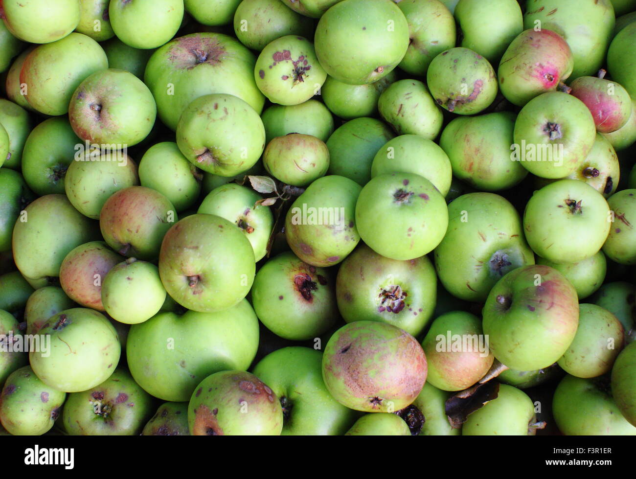 Inglese di mele raccolte da giardini sono riuniti per la pressatura di un Apple Day festival a Sheffield, nello Yorkshire, Regno Unito - Ottobre Foto Stock