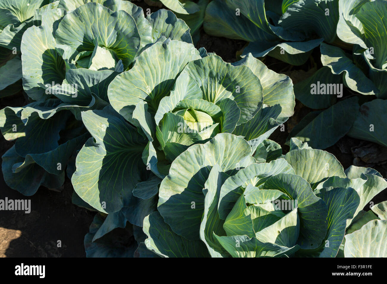 Cavolo capo verde in un campo di un'azienda Foto Stock