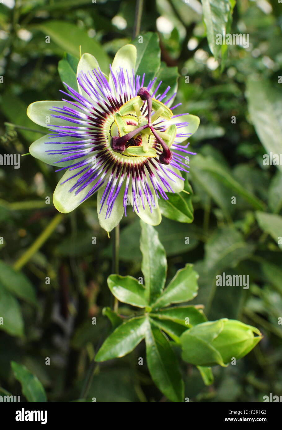 Un fiore della passione (Passiflora) fiore fiorisce in una serra dello Yorkshire, Inghilterra, Regno Unito Foto Stock