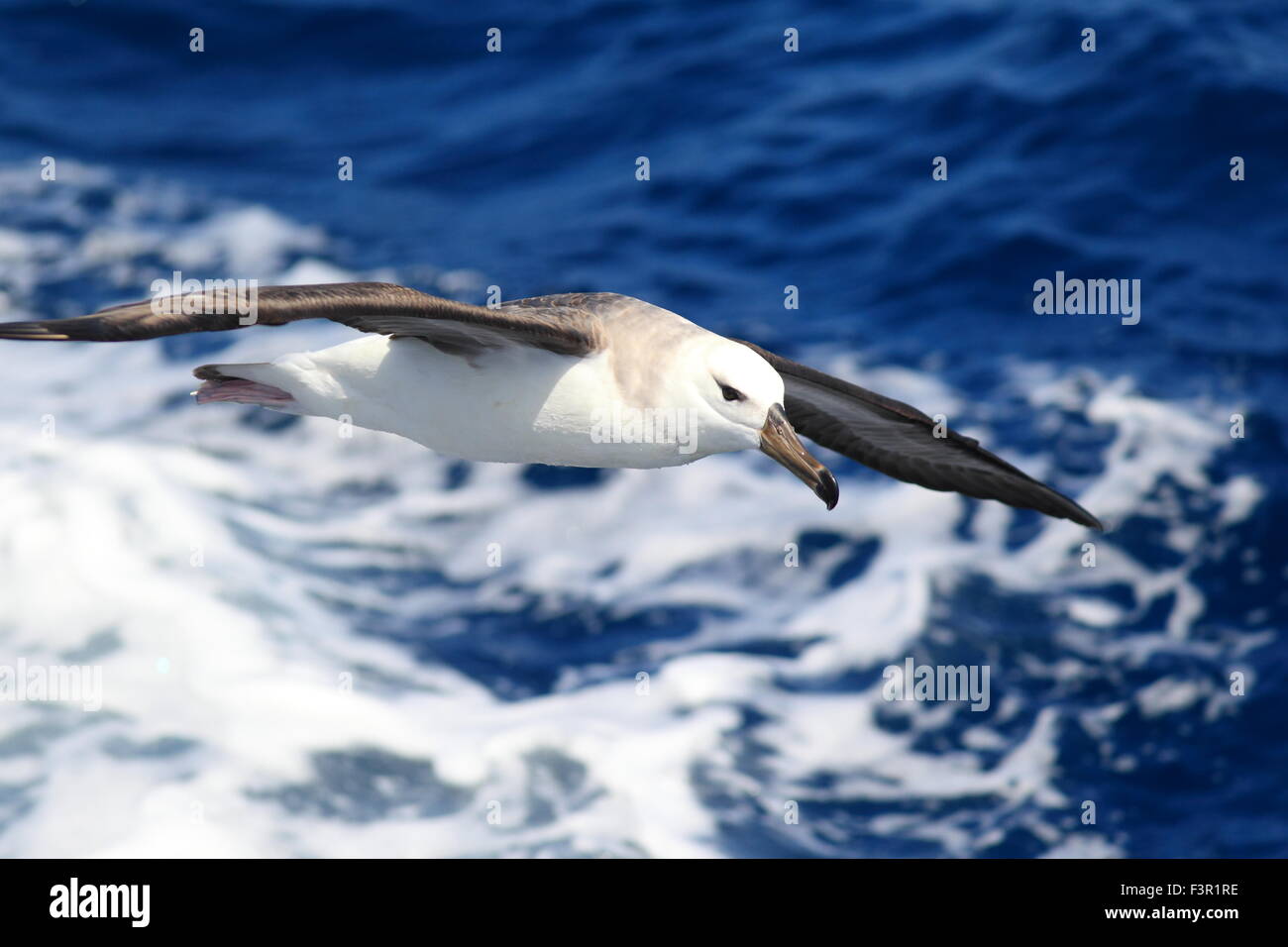 Nero-browed albatross (Diomedea melanophris) in Australia Foto Stock