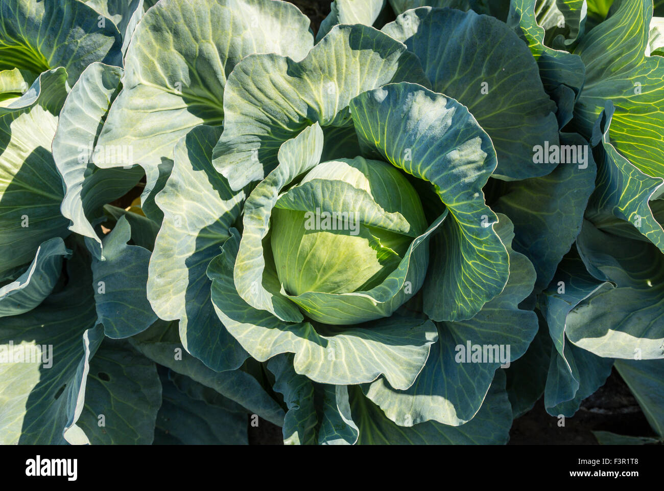 Cavolo capo verde in un campo di un'azienda Foto Stock
