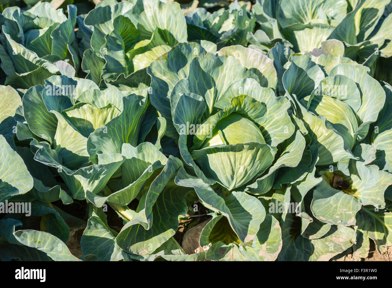 Cavolo capo verde in un campo di un'azienda Foto Stock
