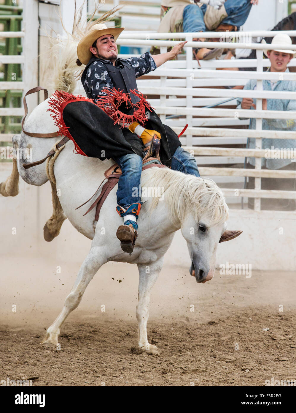 Rodeo cowboy a cavallo di un cavallo di strappi, saddle bronc concorrenza, Chaffee County Fair & Rodeo, Salida, Colorado, STATI UNITI D'AMERICA Foto Stock