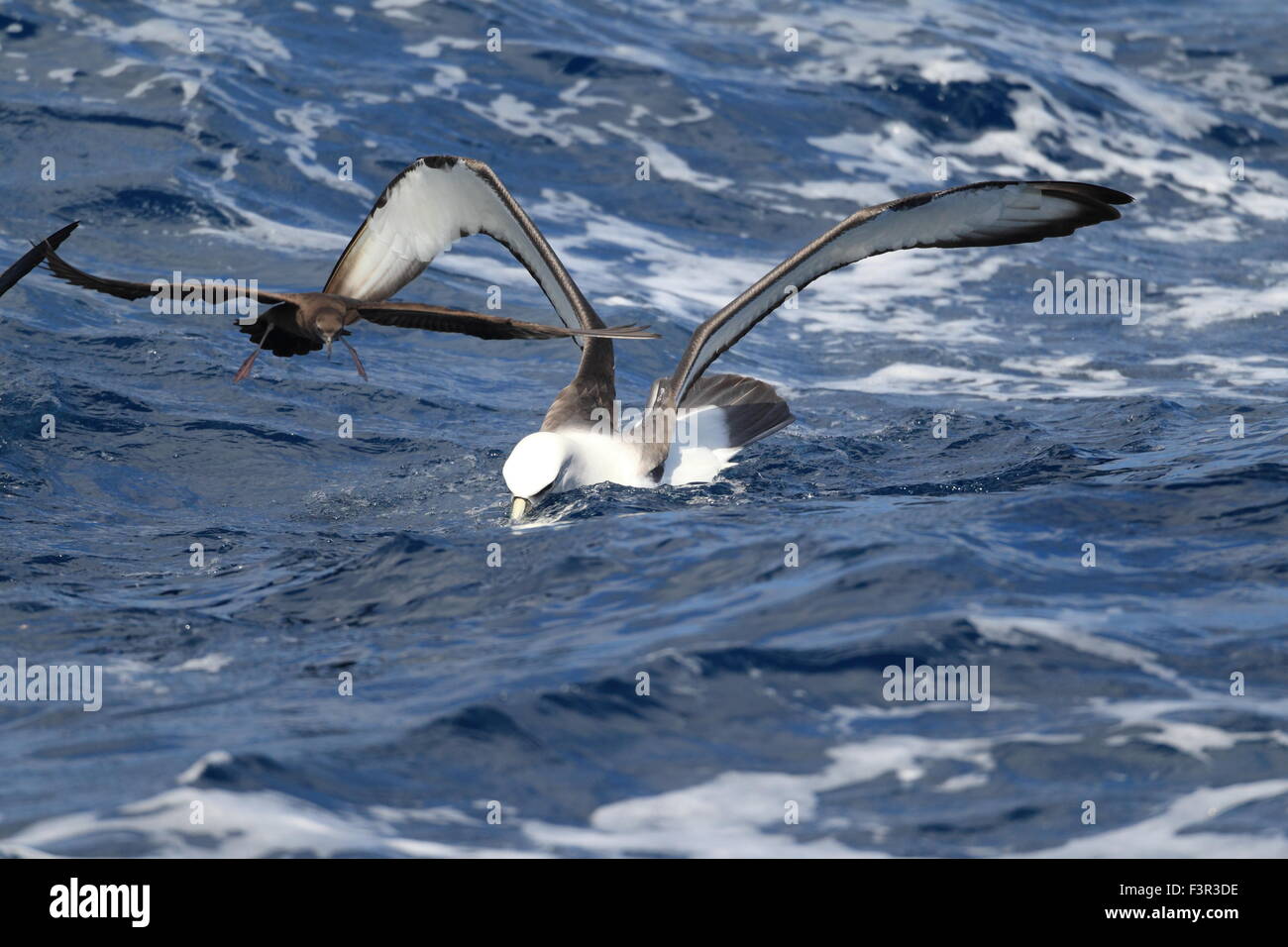 Timido Albatross (Thalassarche cauta) in Sydey Foto Stock