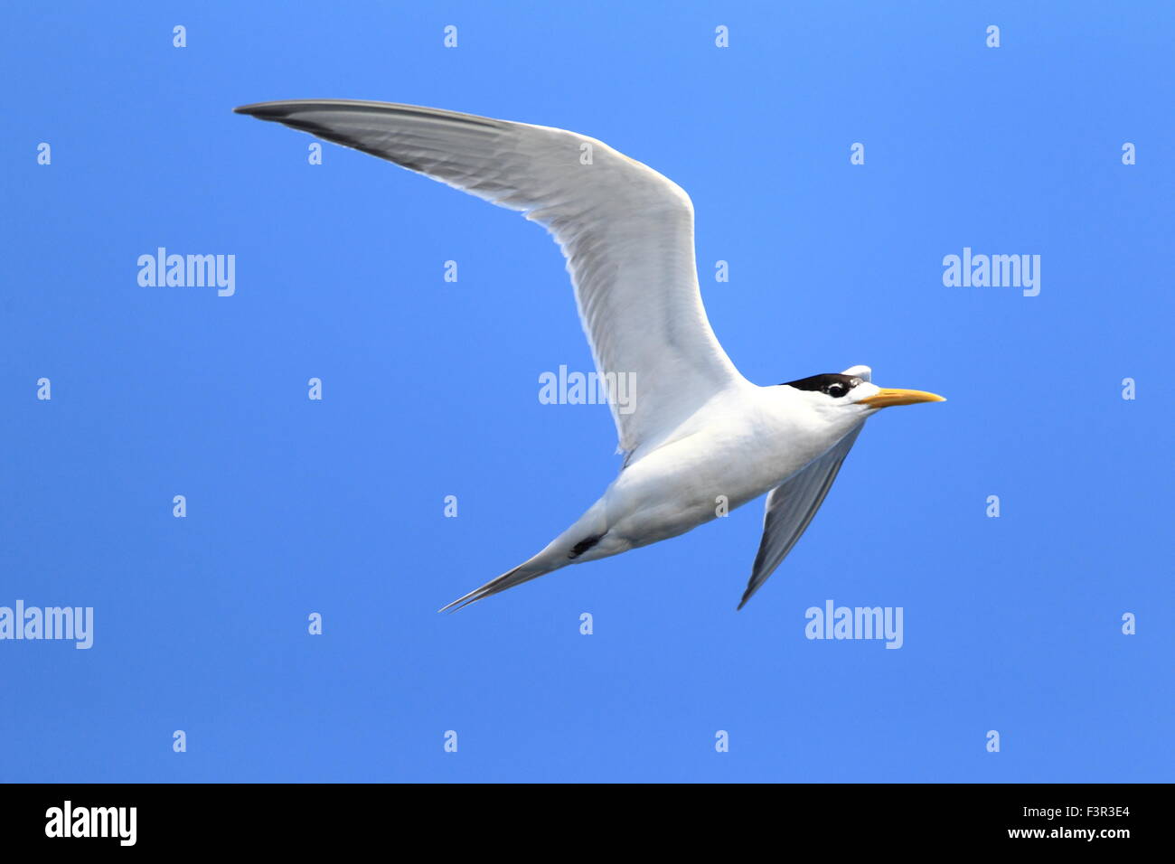 Maggiore Crested Tern (sterna bergii) battenti in Australia Foto Stock