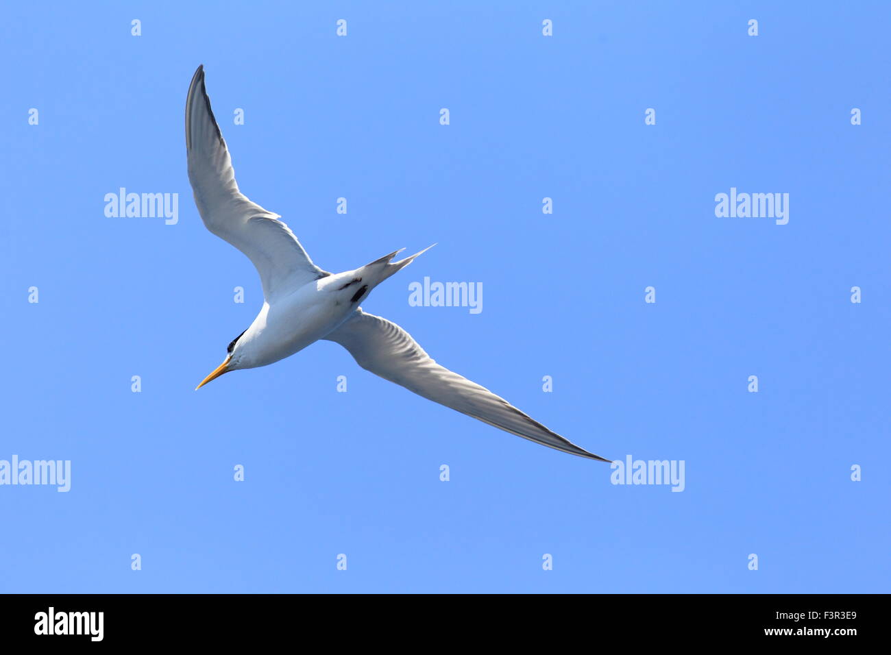 Maggiore Crested Tern (sterna bergii) battenti in Australia Foto Stock