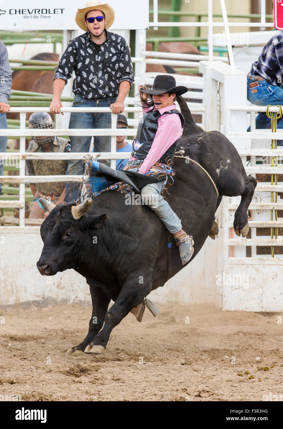 Rodeo cowboy a cavallo di un strappi bull, bull concorso di equitazione, Chaffee County Fair & Rodeo, Salida, Colorado, STATI UNITI D'AMERICA Foto Stock