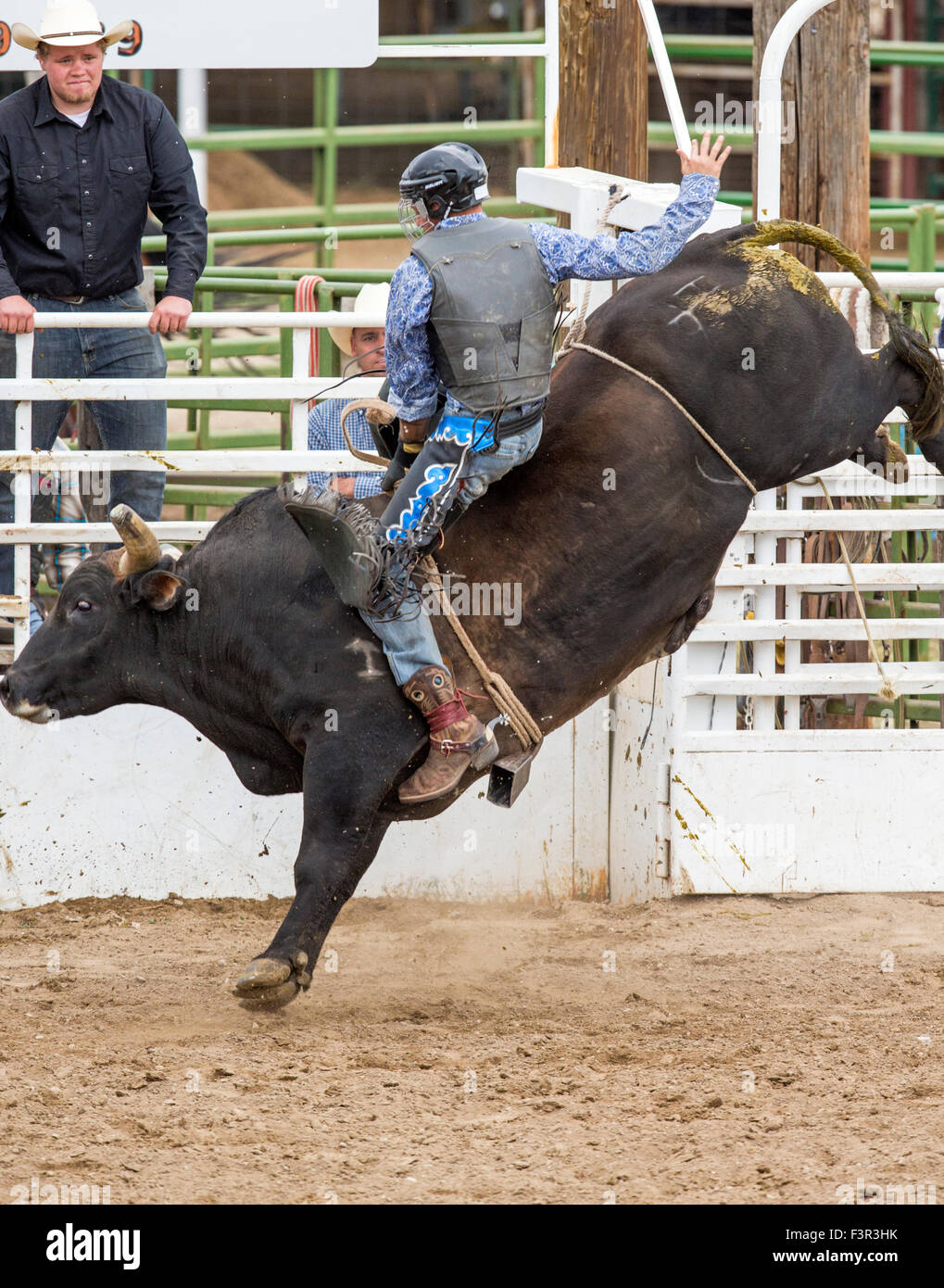 Rodeo cowboy a cavallo di un strappi bull, bull concorso di equitazione, Chaffee County Fair & Rodeo, Salida, Colorado, STATI UNITI D'AMERICA Foto Stock