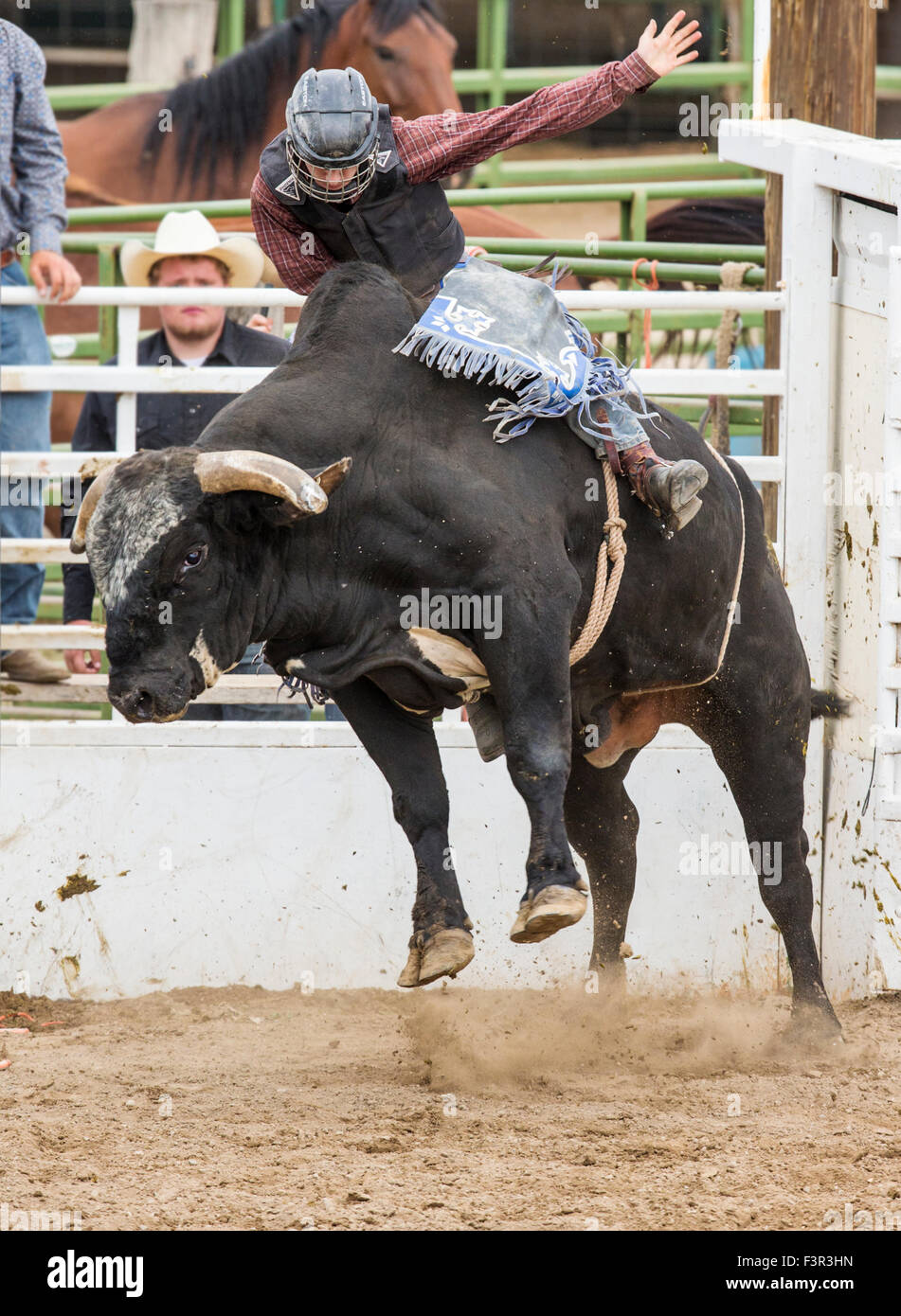 Rodeo cowboy a cavallo di un strappi bull, bull concorso di equitazione, Chaffee County Fair & Rodeo, Salida, Colorado, STATI UNITI D'AMERICA Foto Stock