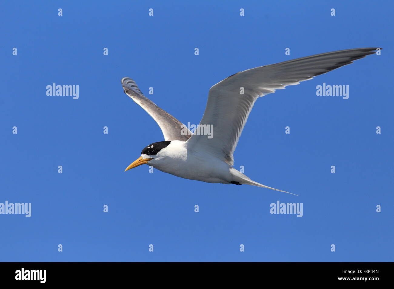 Maggiore Crested Tern (sterna bergii) battenti in Australia Foto Stock
