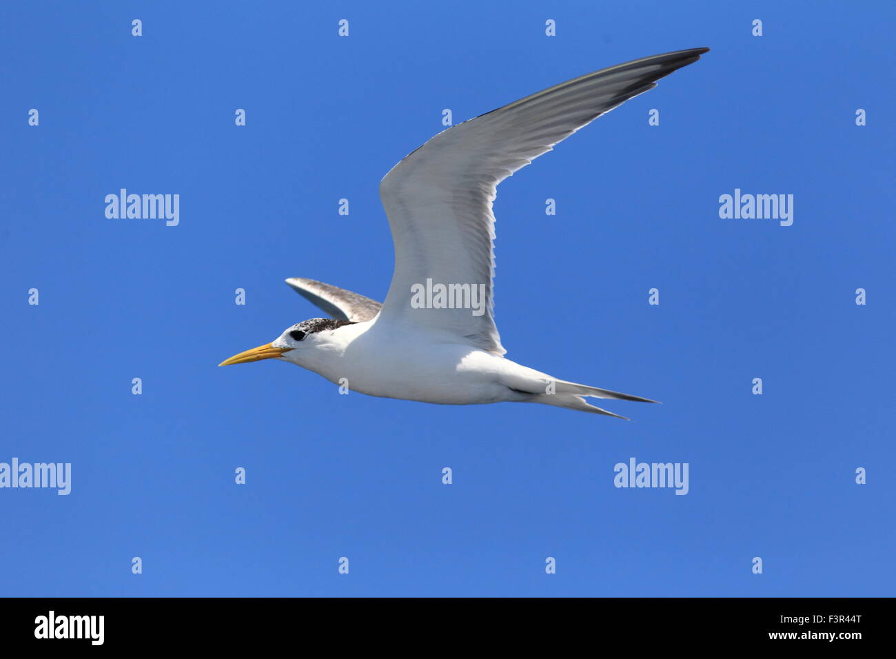 Maggiore Crested Tern (sterna bergii) battenti in Australia Foto Stock