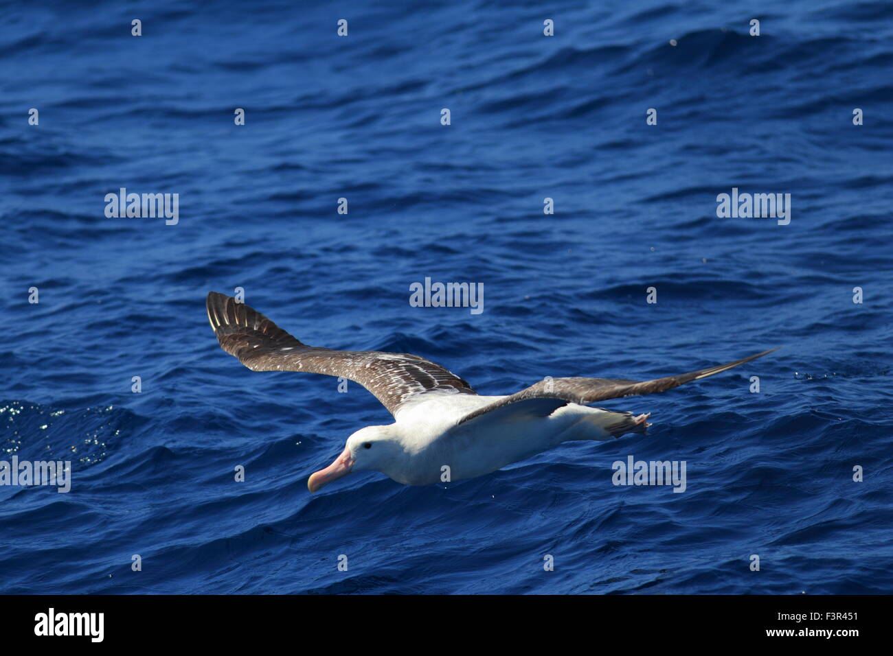 Albatro errante (Diomedea exulans gibsoni) in Australia Foto Stock