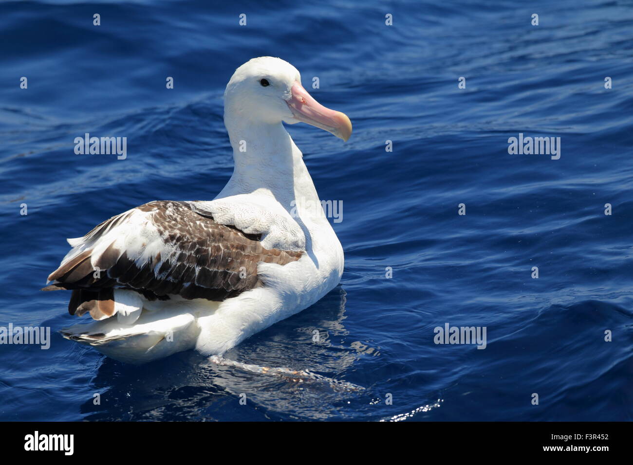 Albatro errante (Diomedea exulans gibsoni) in Australia Foto Stock