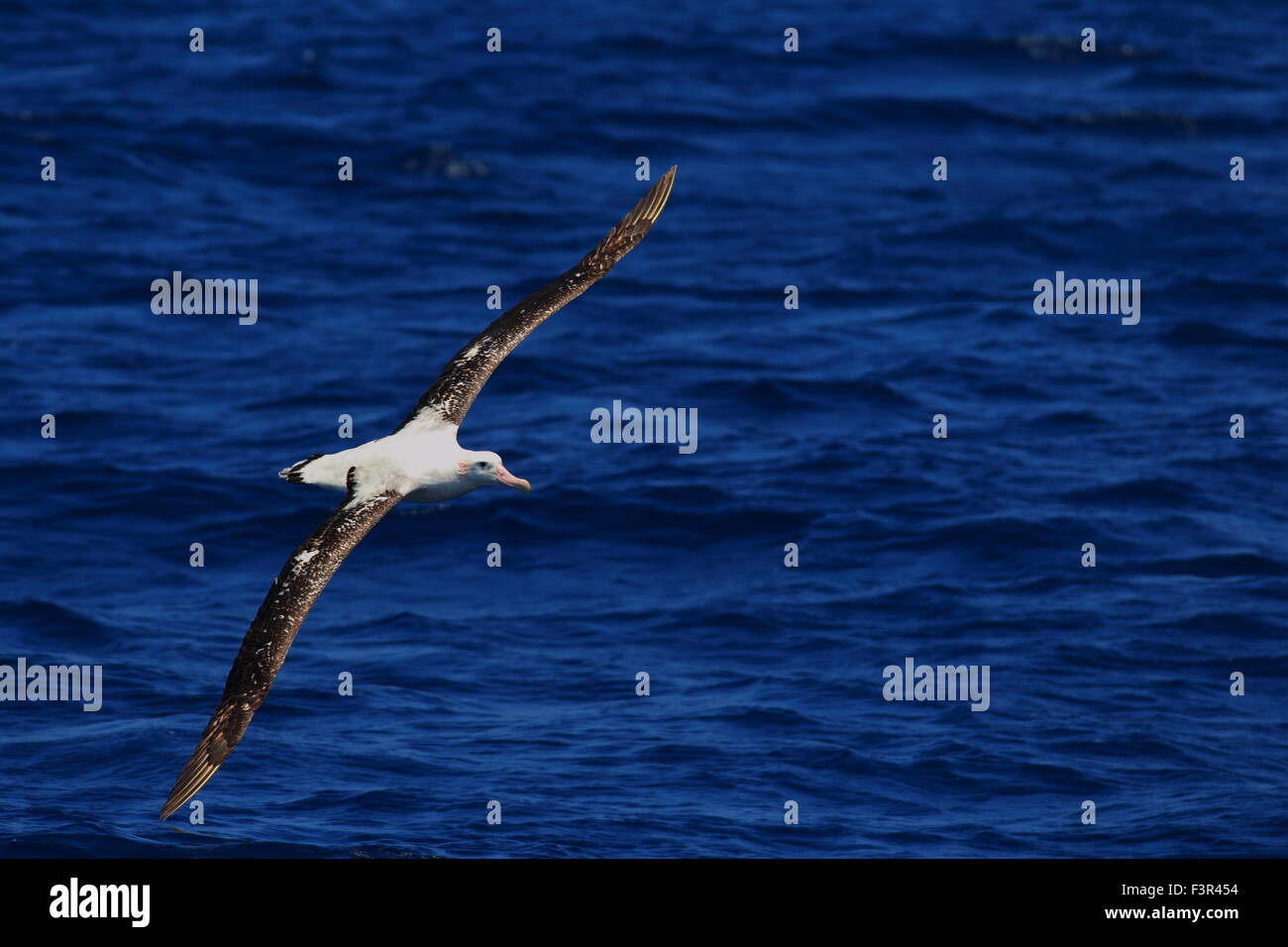 Albatro errante (Diomedea exulans gibsoni) in Australia Foto Stock