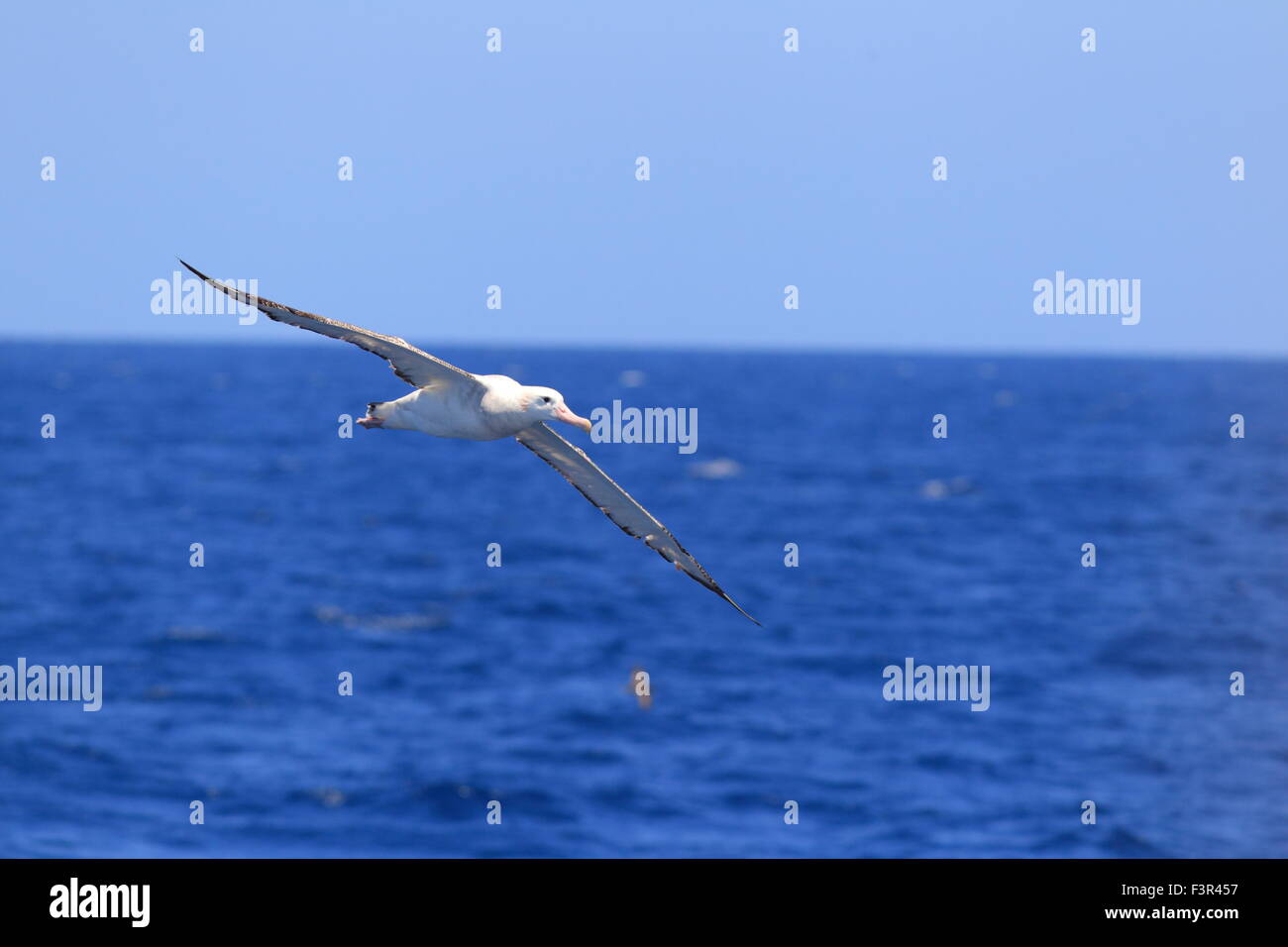 Albatro errante (Diomedea exulans gibsoni) in Australia Foto Stock