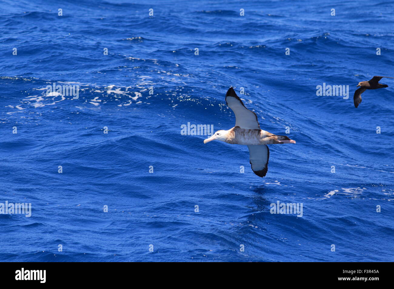 Albatro errante (Diomedea exulans gibsoni) in Australia Foto Stock