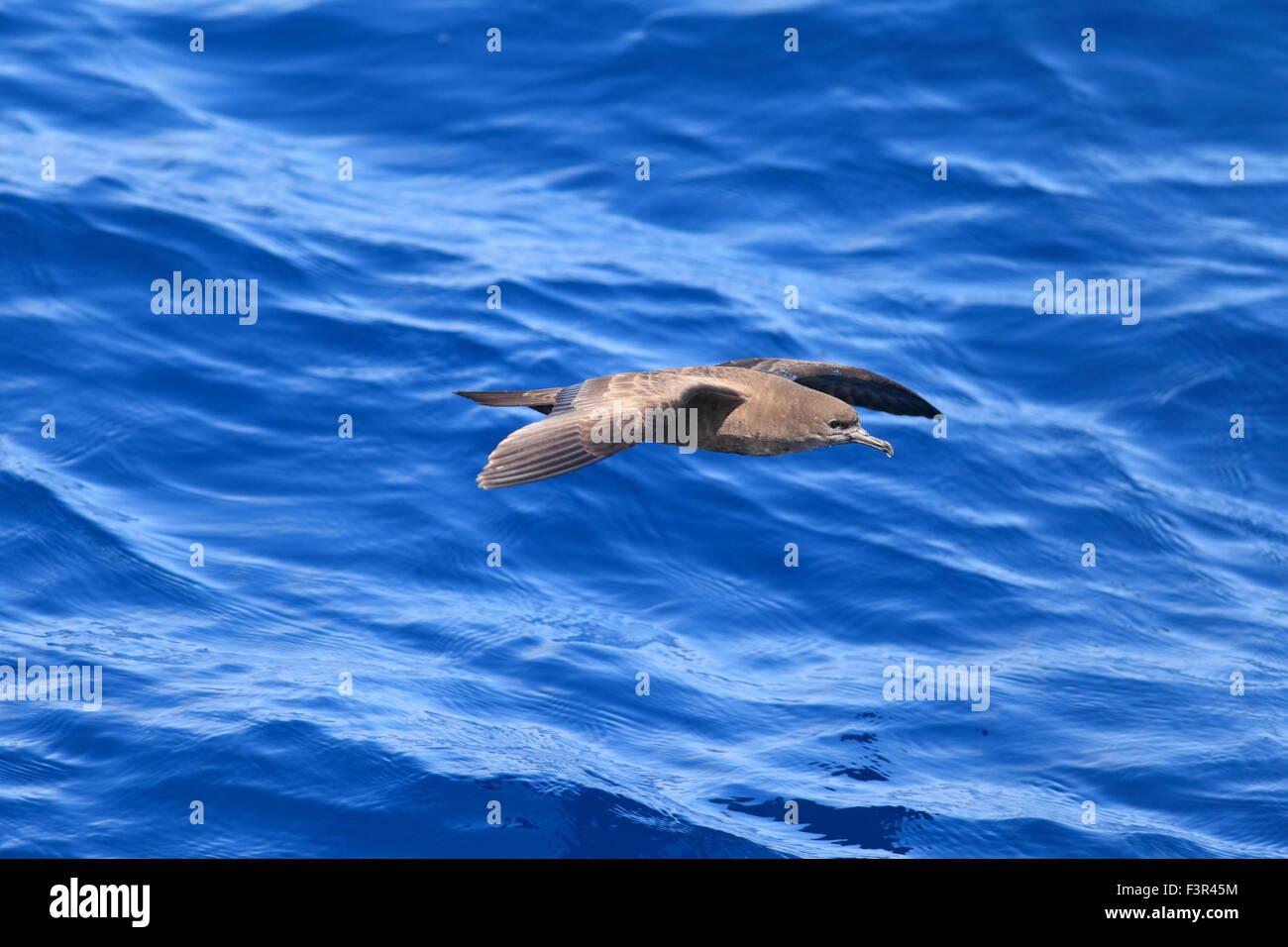 Cuneo-tailed Shearwater (Procellaria pacifica) in Australia Foto Stock