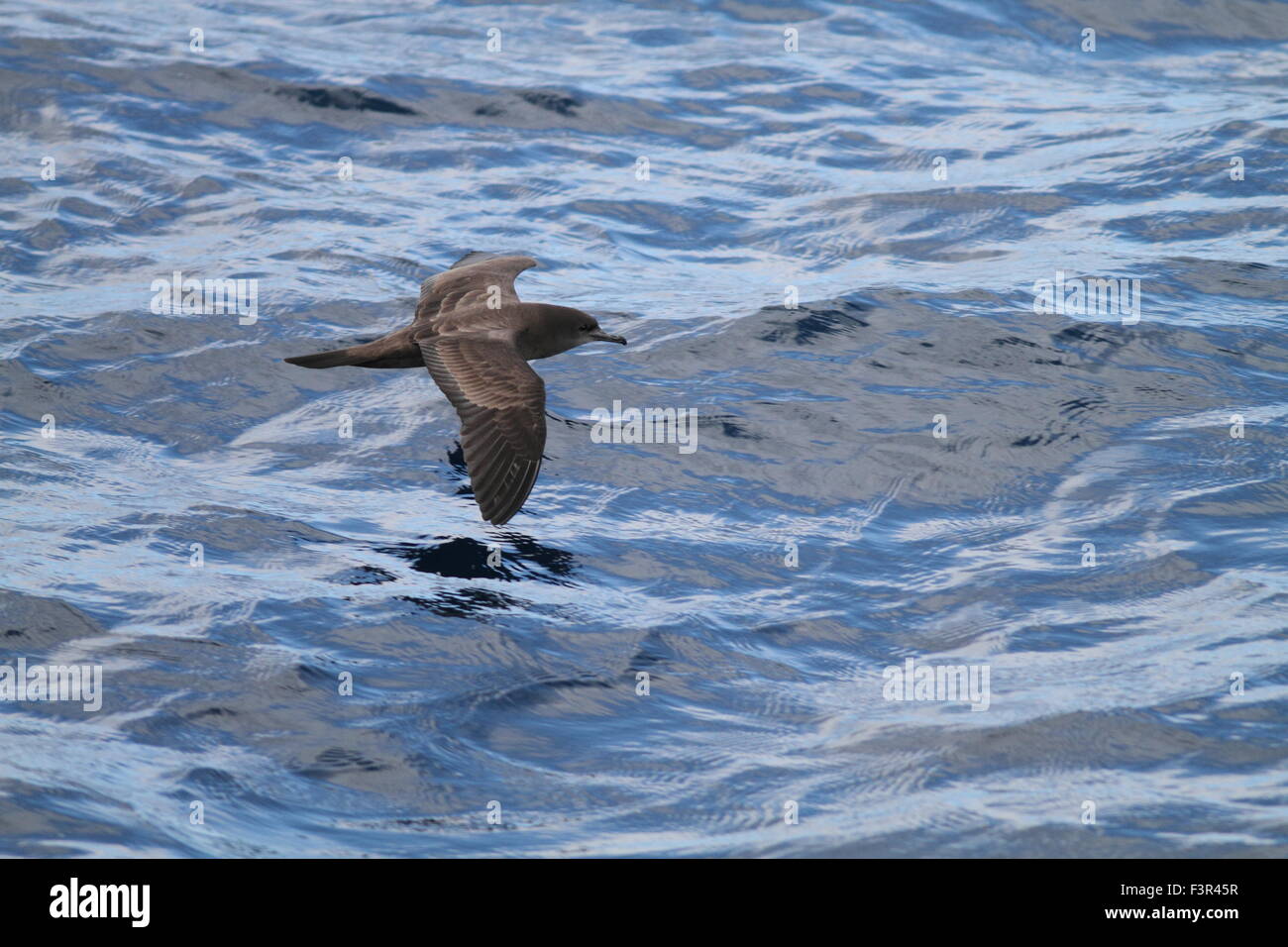 Cuneo-tailed Shearwater (Procellaria pacifica) in Australia Foto Stock