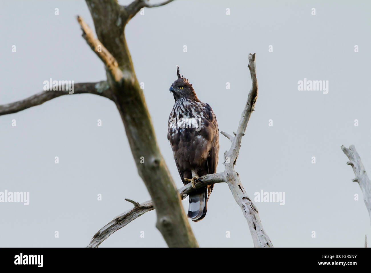 La mutevole hawk-eagle o crested hawk-eagle (Nisaetus cirrhatus) Foto Stock