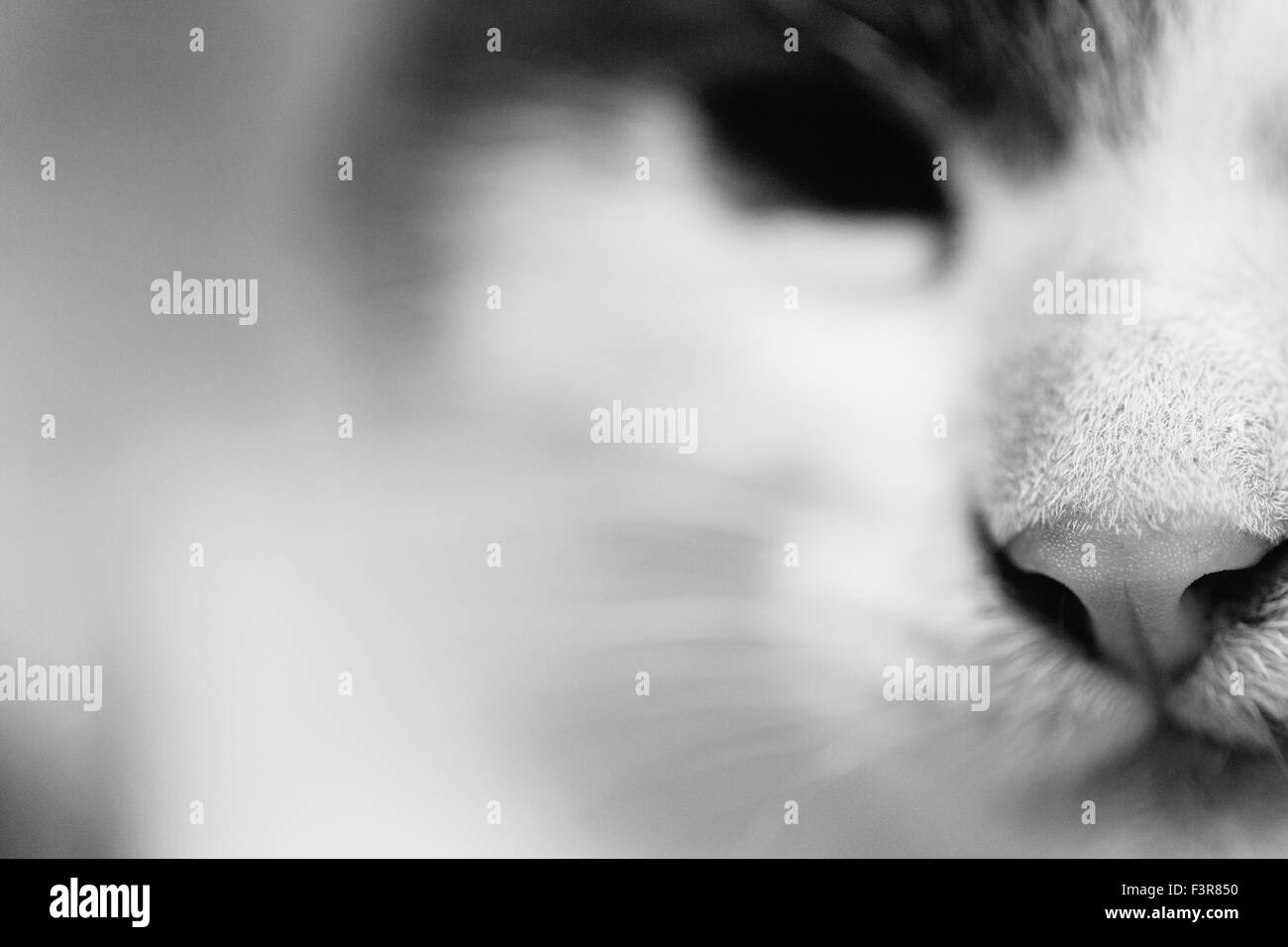 Foto in bianco e nero di un gatto testa di close-up. Foto Stock