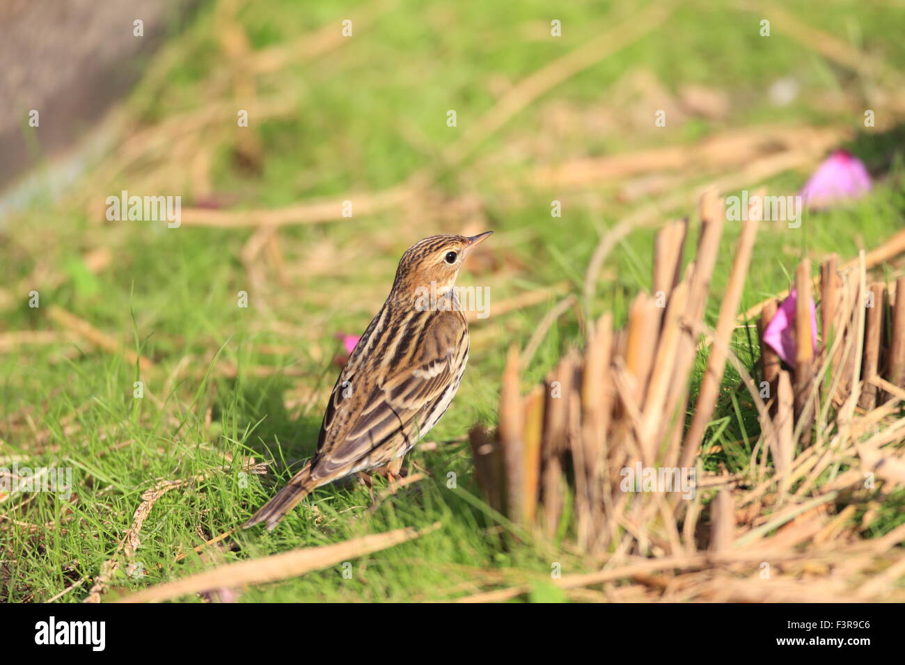 Petchora Pipit (Anthus gustavi) in Giappone Foto Stock