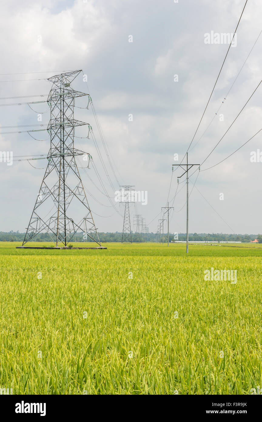 Energia elettrica ad alta tensione post di potenza nel campo di risone Foto Stock